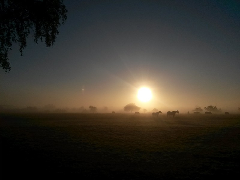 Demian: Lucians Melody