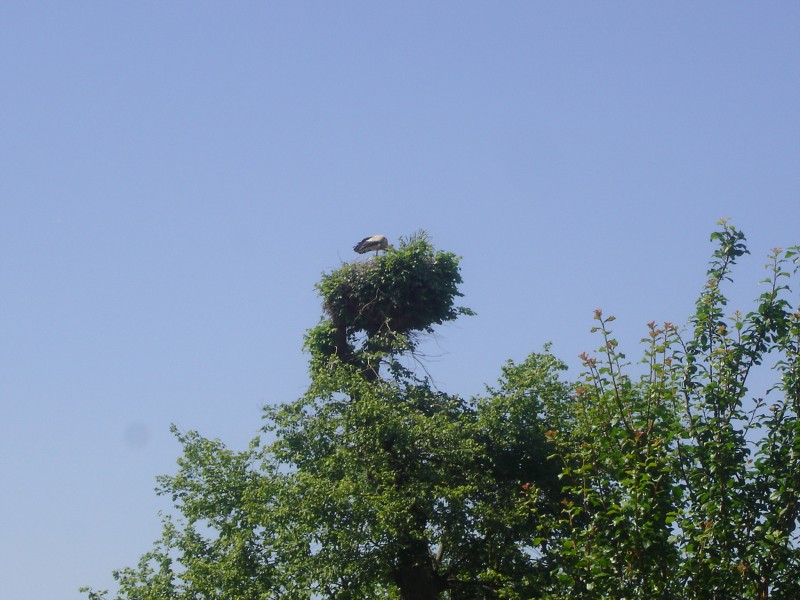 Demian: Lucians Melody