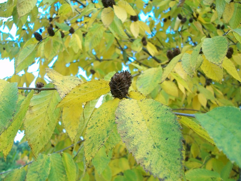 Demian: Lucians Melody