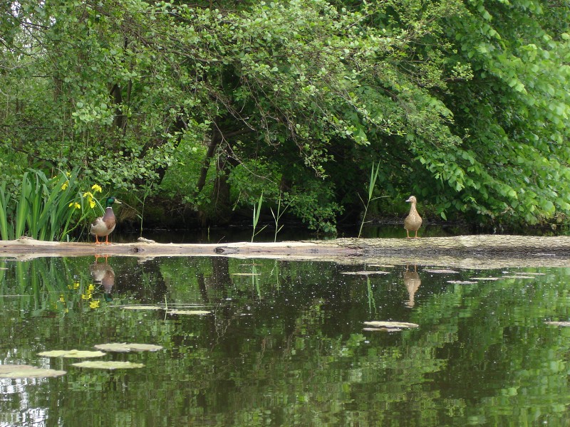 Demian: Lucians Melody